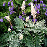 Acanthus Whitewater, planta perena variegata cu frunze decorative si flori elegante albe-roz