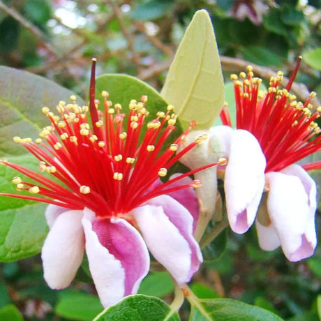 Guava de Ananas (Feijoa sellowiana), cu fructe dulci-acrisoare, cu aroma de ananas si capsuni