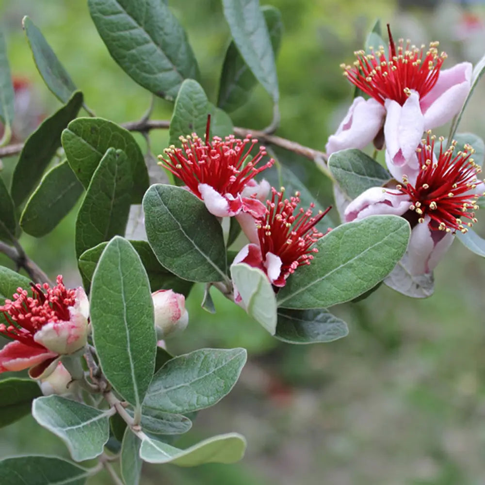 Guava de Ananas (Feijoa sellowiana), cu fructe dulci-acrisoare, cu aroma de ananas si capsuni