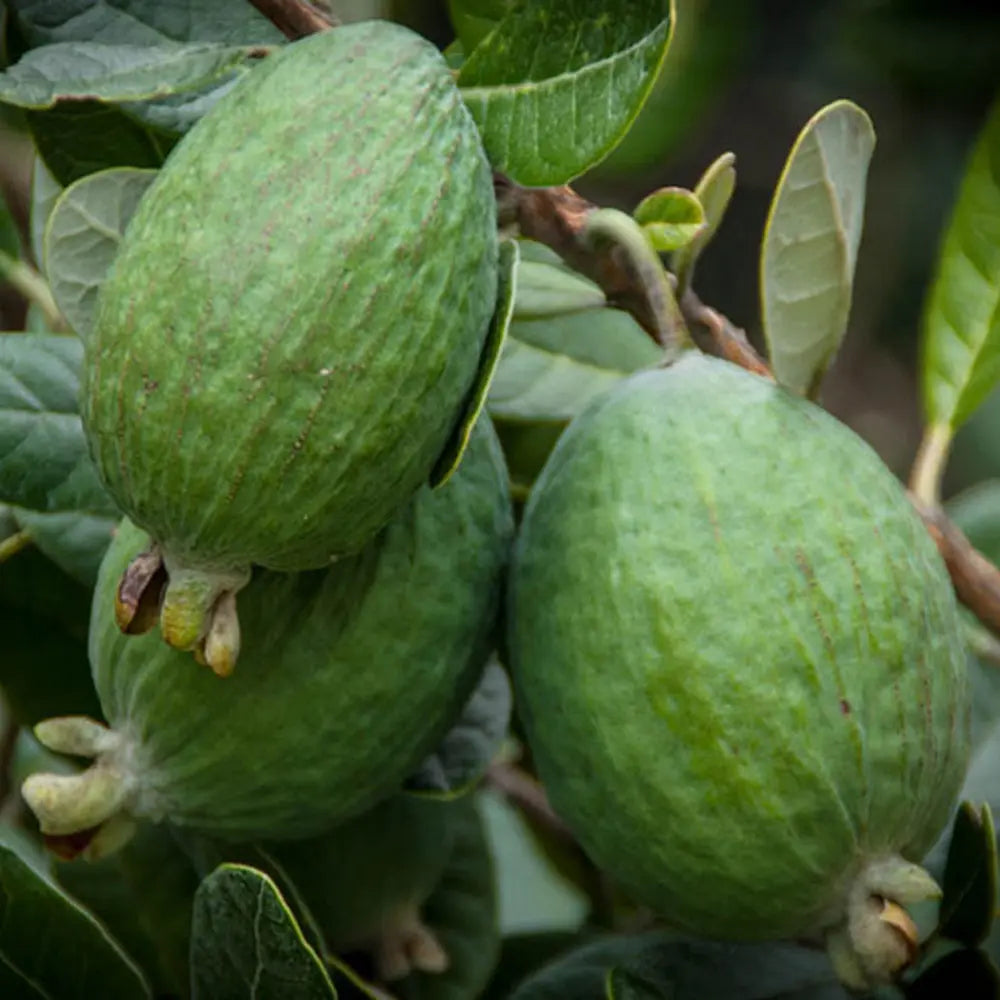 Guava de Ananas (Feijoa sellowiana), cu fructe dulci-acrisoare, cu aroma de ananas si capsuni