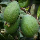 Guava de Ananas (Feijoa sellowiana), cu fructe dulci-acrisoare, cu aroma de ananas si capsuni