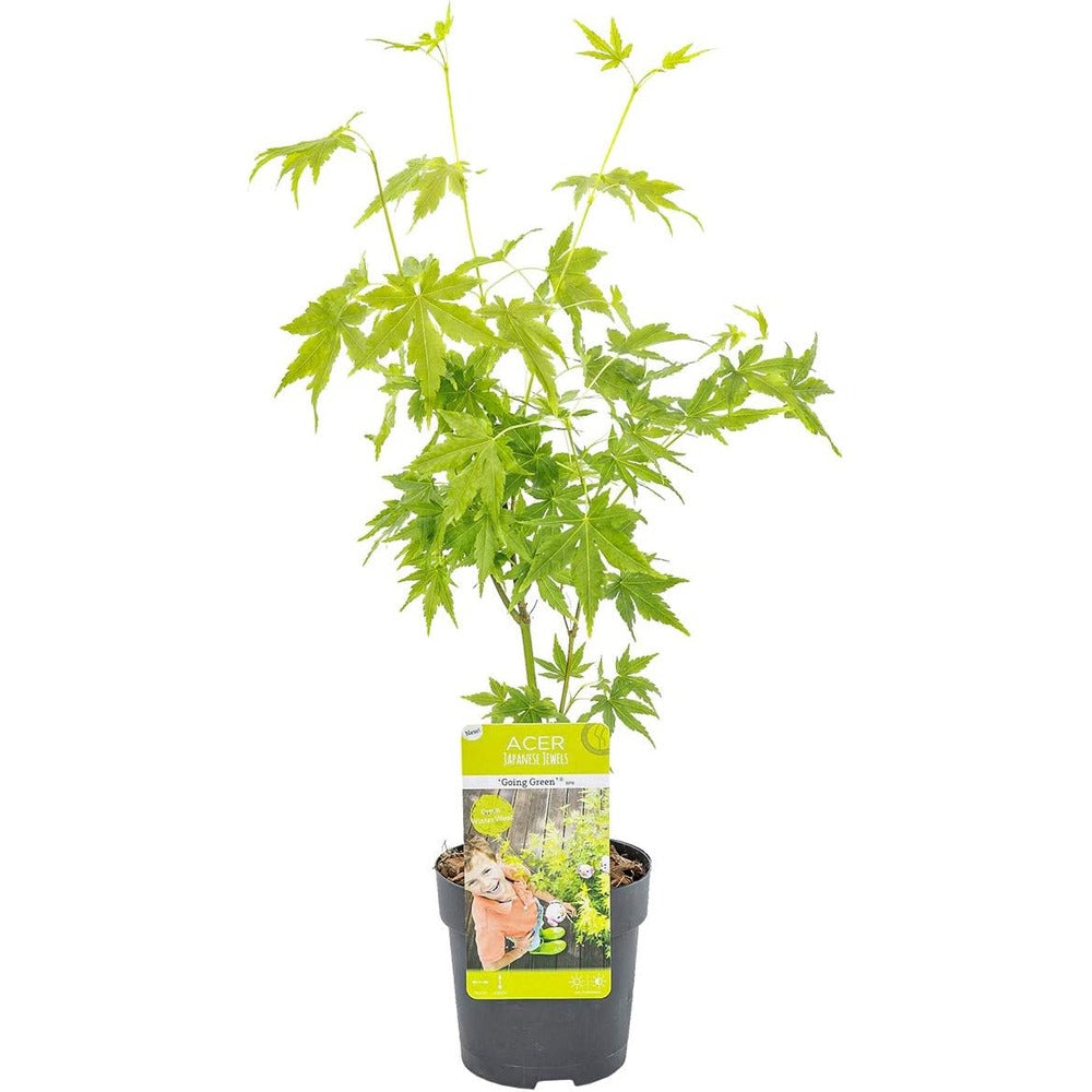 Artar Japonez Verde Goin' Green, cu frunzis verde palmat, decorativ, crestere moderata