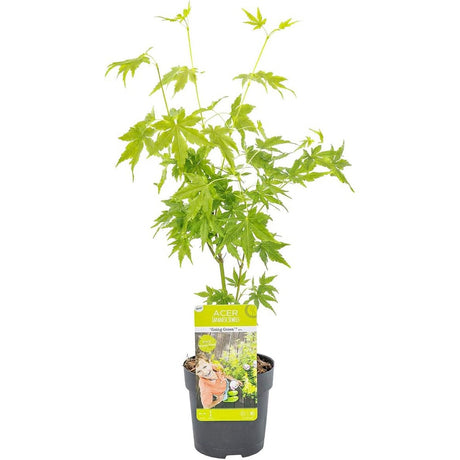 Artar Japonez Verde Goin' Green, cu frunzis verde palmat, decorativ, crestere moderata