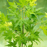 Artar Japonez Verde Goin' Green, cu frunzis verde palmat, decorativ, crestere moderata