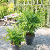 Artar Japonez Verde Goin' Green, cu frunzis verde palmat, decorativ, crestere moderata