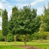 Paltin de Camp (Acer Campestre), artar autohton, rezistent la poluare urbana, ideal pentru strazi, bulevarde, cartiere rezidentiale