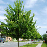 Paltin de Camp (Acer Campestre), artar autohton, rezistent la poluare urbana, ideal pentru strazi, bulevarde, cartiere rezidentiale