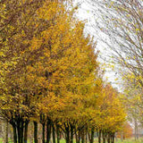 Paltin de Camp (Acer Campestre), artar autohton, rezistent la poluare urbana, ideal pentru strazi, bulevarde, cartiere rezidentiale