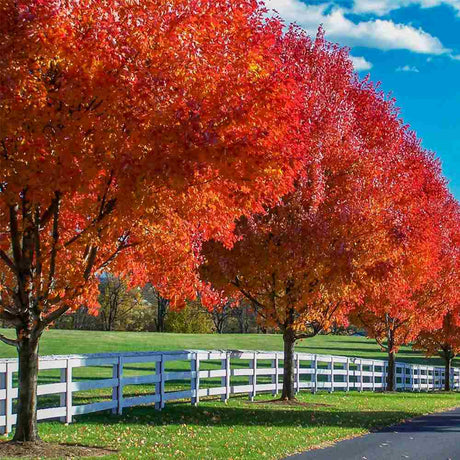 Artar Rosu Freemanii Autumn Blaze, artar ornamental rosu intens in toamna, frunzis elegant palmat-lobat, crestere rapida, perfect pentru oras