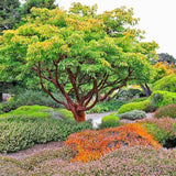 Artar cu trunchi de hartie (Acer griseum), cu scoarta rosie-maronie