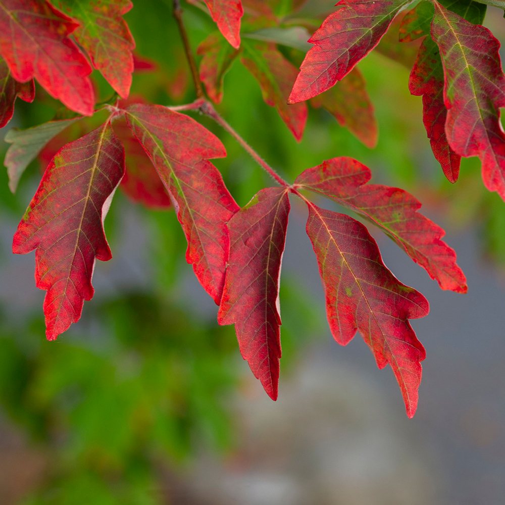 Artar cu trunchi de hartie (Acer griseum), cu scoarta rosie-maronie