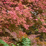 Artar Japonez Rosu (Acer palmatum) Shin-deshojo, cu frunze rosu-stacojiu ideal pentru bonsai, joc de culori