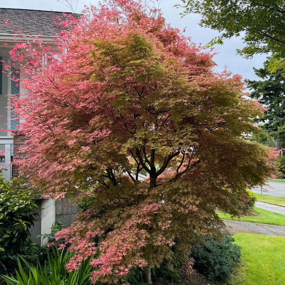 Artar Japonez Rosu (Acer palmatum) Shin-deshojo, cu frunze rosu-stacojiu ideal pentru bonsai, joc de culori