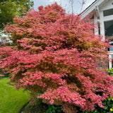 Artar Japonez Rosu (Acer palmatum) Shin-deshojo, cu frunze rosu-stacojiu ideal pentru bonsai, joc de culori