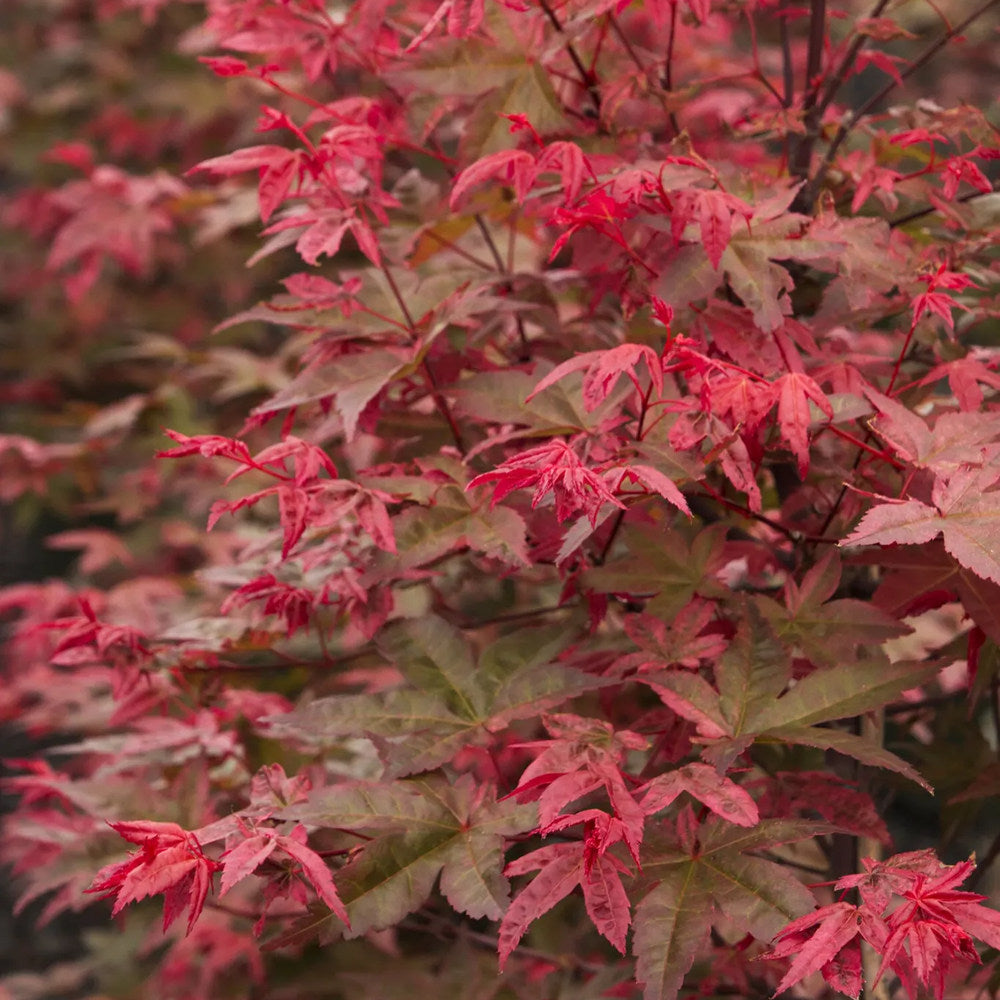 Artar Japonez Rosu (Acer palmatum) Shin-deshojo, cu frunze rosu-stacojiu ideal pentru bonsai, joc de culori