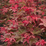 Artar Japonez Rosu (Acer palmatum) Shin-deshojo, cu frunze rosu-stacojiu ideal pentru bonsai, joc de culori