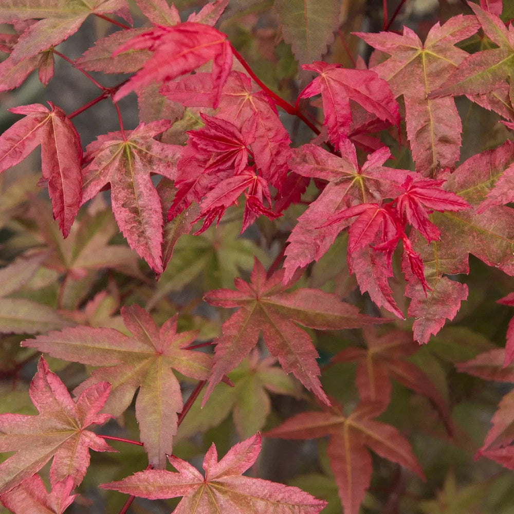 Artar Japonez Rosu (Acer palmatum) Shin-deshojo, cu frunze rosu-stacojiu ideal pentru bonsai, joc de culori