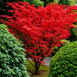 Artar Japonez Rosu (Acer palmatum) Shin-deshojo, cu frunze rosu-stacojiu ideal pentru bonsai, joc de culori