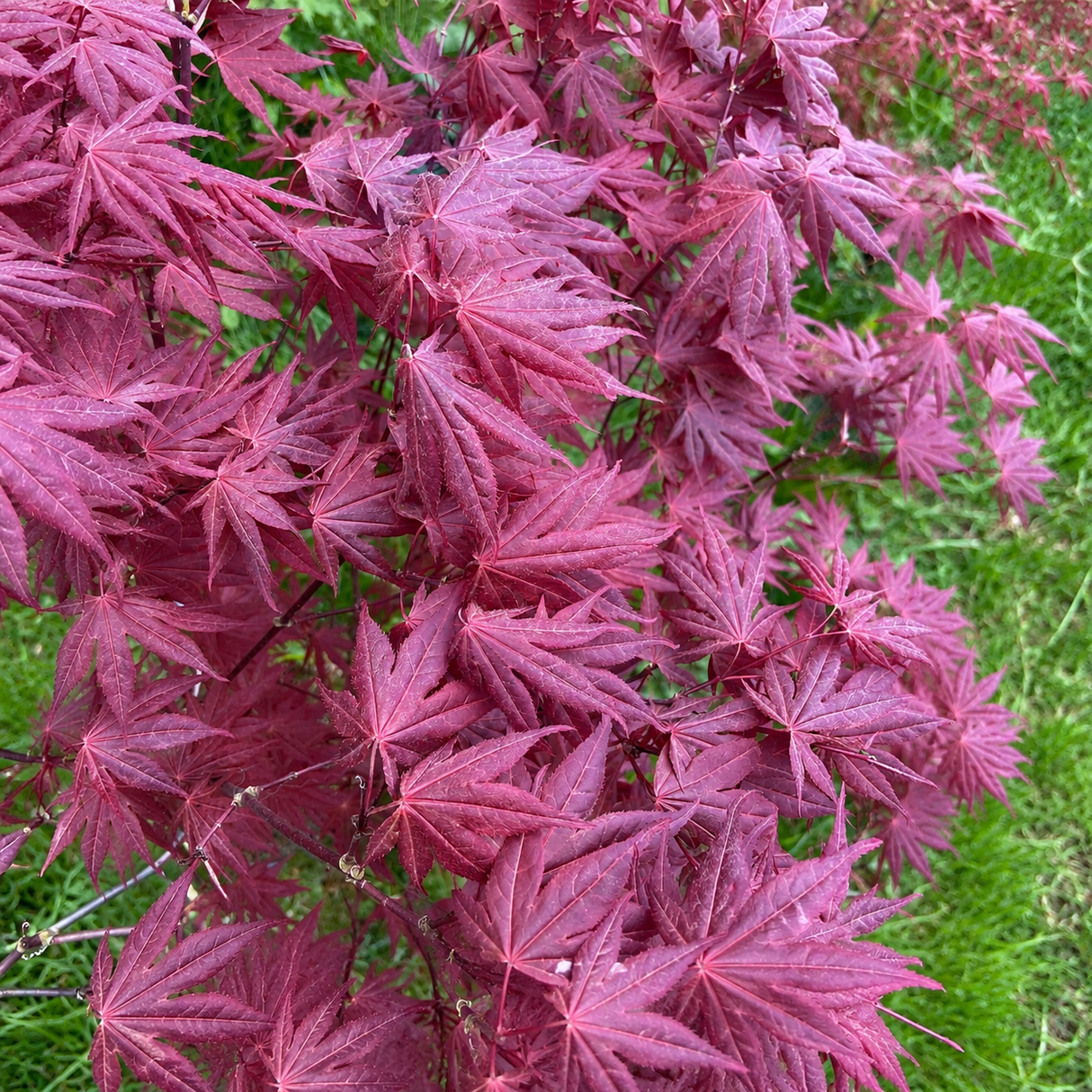 Artar Japonez Yezo Nishiki, cu frunzis variegat roz-crem decorativ pentru gradina