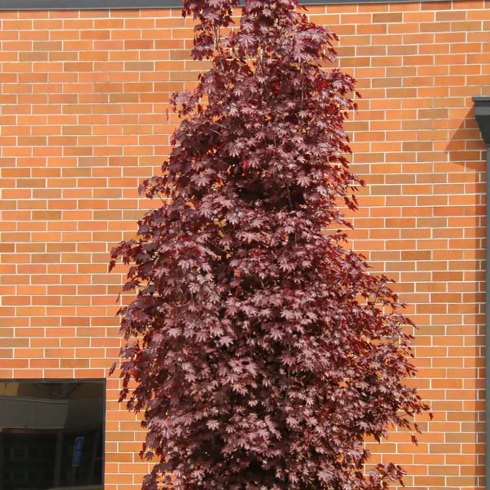 Artar Rosu Norvegian Crimson King (Acer Platanoides), cu frunzis purpuriu inchis permanent, arbore ornamental mare rezistent la ger pentru gradina