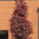 Artar Rosu Norvegian Crimson King (Acer Platanoides), cu frunzis purpuriu inchis permanent, arbore ornamental mare rezistent la ger pentru gradina