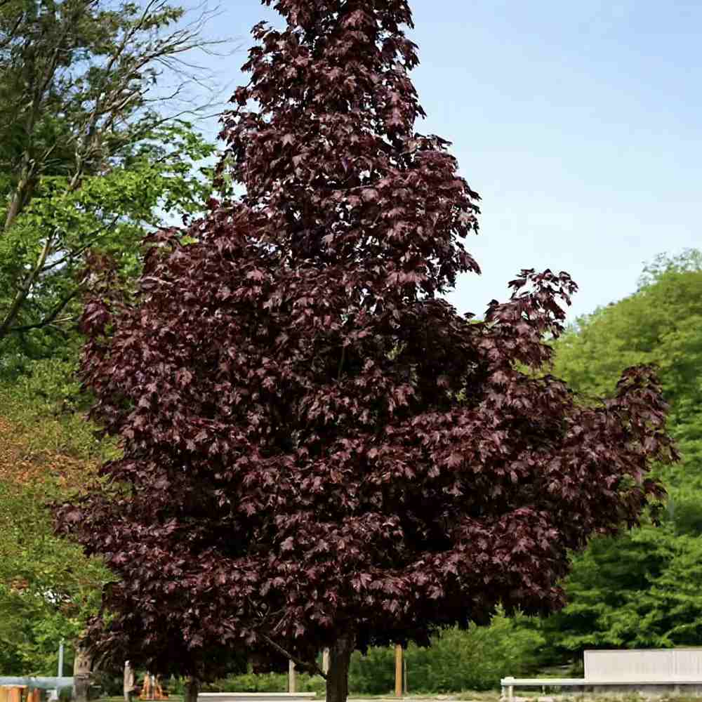 Artar Rosu Norvegian Crimson King (Acer Platanoides), cu frunzis purpuriu inchis permanent, arbore ornamental mare rezistent la ger pentru gradina