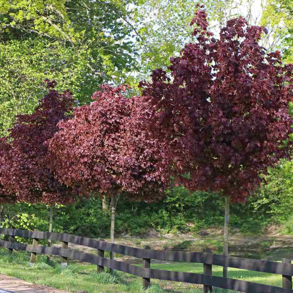 Artar Rosu Norvegian Crimson King (Acer Platanoides), cu frunzis purpuriu inchis permanent, arbore ornamental mare rezistent la ger pentru gradina