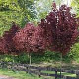 Artar Rosu Norvegian Crimson King (Acer Platanoides), cu frunzis purpuriu inchis permanent, arbore ornamental mare rezistent la ger pentru gradina