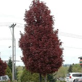 Artar Rosu Norvegian Crimson King (Acer Platanoides), cu frunzis purpuriu inchis permanent, arbore ornamental mare rezistent la ger pentru gradina