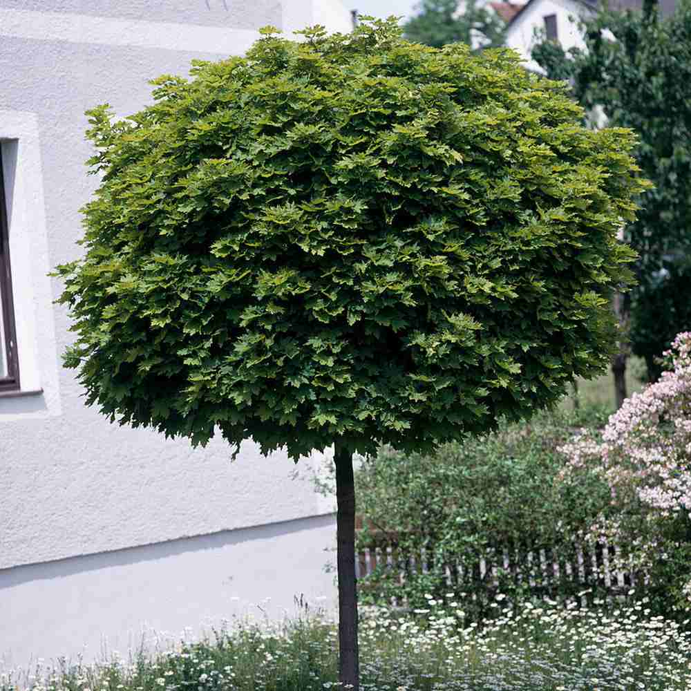 Artar Norvegian Globular (Acer Platanoides Globosum), artar globular decorativ, coroana compacta, rezistent la frig
