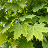 Artar Norvegian Globular (Acer Platanoides Globosum), artar globular decorativ, coroana compacta, rezistent la frig