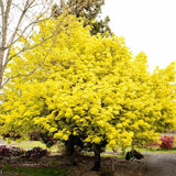 Artar Norvegian Princeton Gold, artar ornamental cu frunzis galben-auriu, crestere rapida, copac de umbra