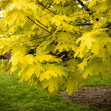 Artar Norvegian Princeton Gold, artar ornamental cu frunzis galben-auriu, crestere rapida, copac de umbra