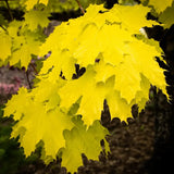 Artar Norvegian Princeton Gold, artar ornamental cu frunzis galben-auriu, crestere rapida, copac de umbra