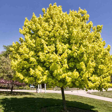 Artar Norvegian Princeton Gold, artar ornamental cu frunzis galben-auriu, crestere rapida, copac de umbra
