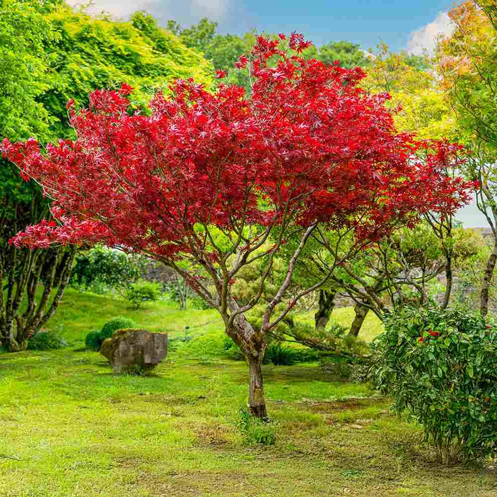 Artar rosu Sun Valley (Acer rubrum), arbore decorativ de toamna, frunzis rosu aprins, creste moderat rapid, rezistent la ger