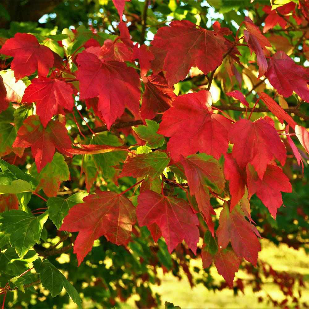 Artar Rosu October Glory (Acer Rubrum), cu frunzis rosu intens de toamna, crestere rapida, coroana densa
