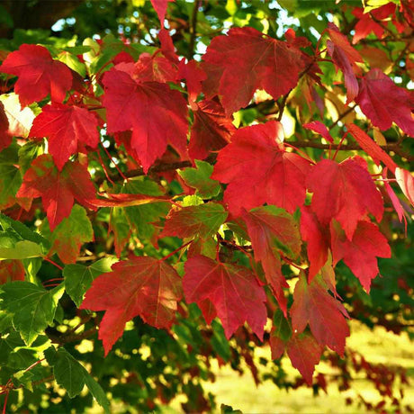 Artar Rosu October Glory (Acer Rubrum), cu frunzis rosu intens de toamna, crestere rapida, coroana densa
