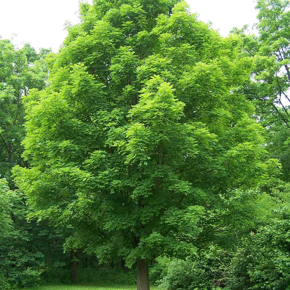 Artarul de Zahar (Artar Saccharum), cu frunzis verde, colorit de toamna