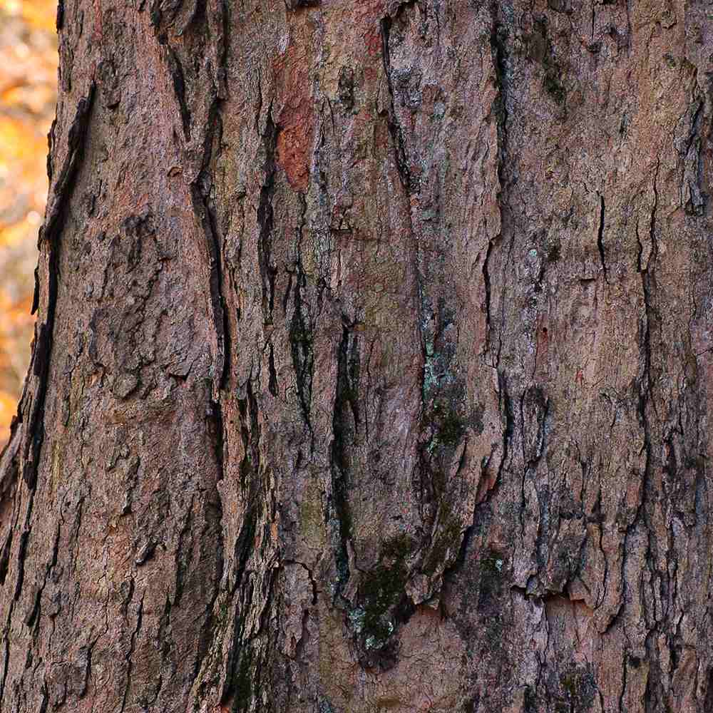 Artarul de Zahar (Artar Saccharum), cu frunzis verde, colorit de toamna