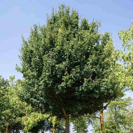 Paltin de Camp Elsrijk (Acer Campestre), artar autohton columnar, rezistent la poluare urbana, ideal pentru strazi, bulevarde, cartiere rezidentiale