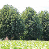 Artar Rosu Freemanii Celzam, artar ornamental rosu intens, frunzis elegant palmat-lobat, crestere rapida, perfect pentru oras