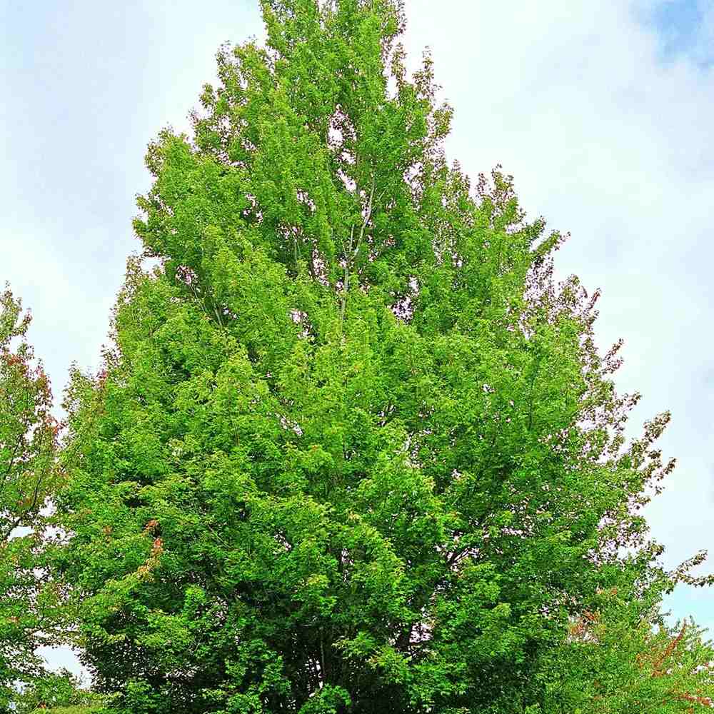 Artar Rosu Freemanii Celzam, artar ornamental rosu intens, frunzis elegant palmat-lobat, crestere rapida, perfect pentru oras