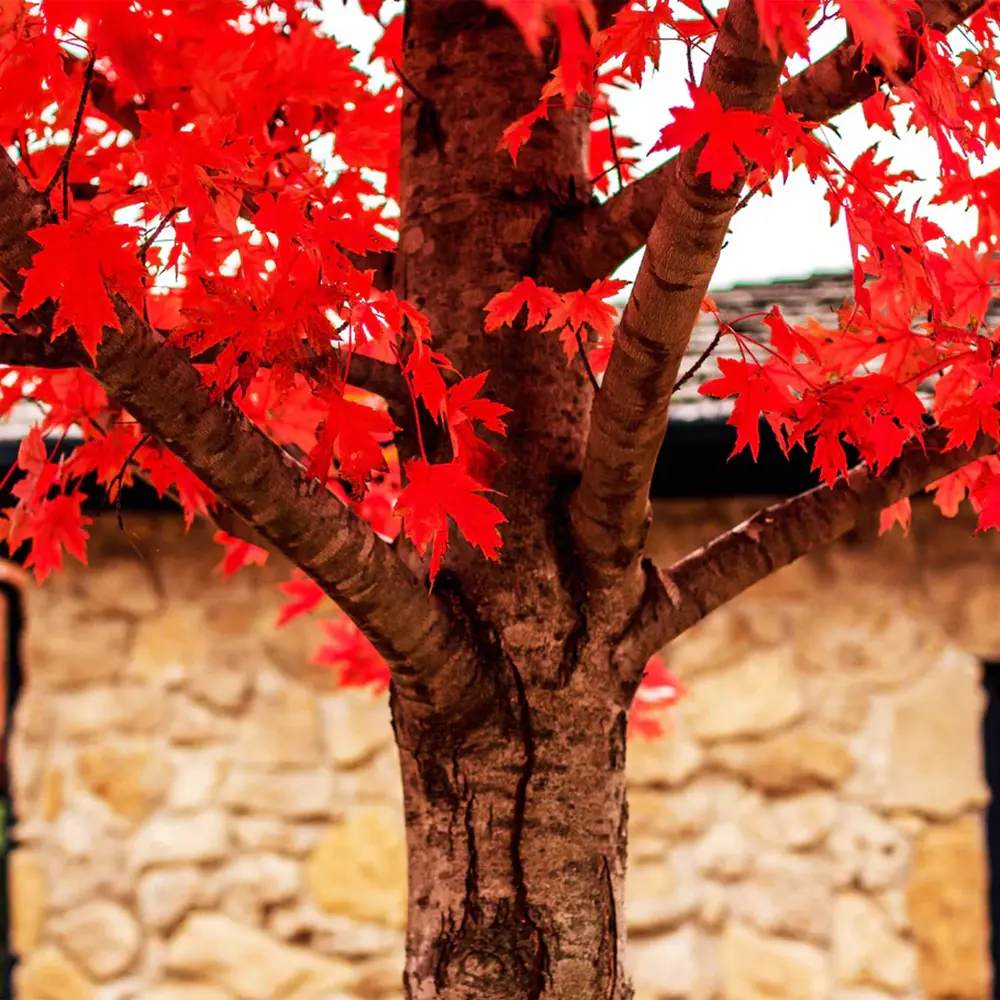 Artar Rosu Freemanii Autumn Blaze, artar ornamental rosu intens in toamna, frunzis elegant palmat-lobat, crestere rapida, perfect pentru oras