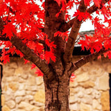 Artar Rosu Freemanii Autumn Blaze, artar ornamental rosu intens in toamna, frunzis elegant palmat-lobat, crestere rapida, perfect pentru oras