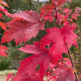 Artar Rosu Freemanii Autumn Blaze, artar ornamental rosu intens in toamna, frunzis elegant palmat-lobat, crestere rapida, perfect pentru oras