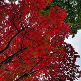 Artar Rosu Freemanii Autumn Blaze, artar ornamental rosu intens in toamna, frunzis elegant palmat-lobat, crestere rapida, perfect pentru oras