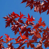 Artar Rosu Freemanii Autumn Blaze, artar ornamental rosu intens in toamna, frunzis elegant palmat-lobat, crestere rapida, perfect pentru oras