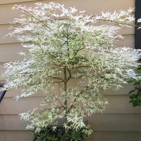 Artar Japonez Pitic Ukigumo, cu frunze pestrite alb-roz, frunzis decorativ alb la inceput de primavara, efect de nori plutitori