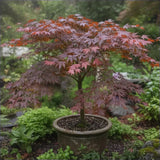 Artar Japonez Yezo Nishiki, cu frunzis variegat roz-crem decorativ pentru gradina